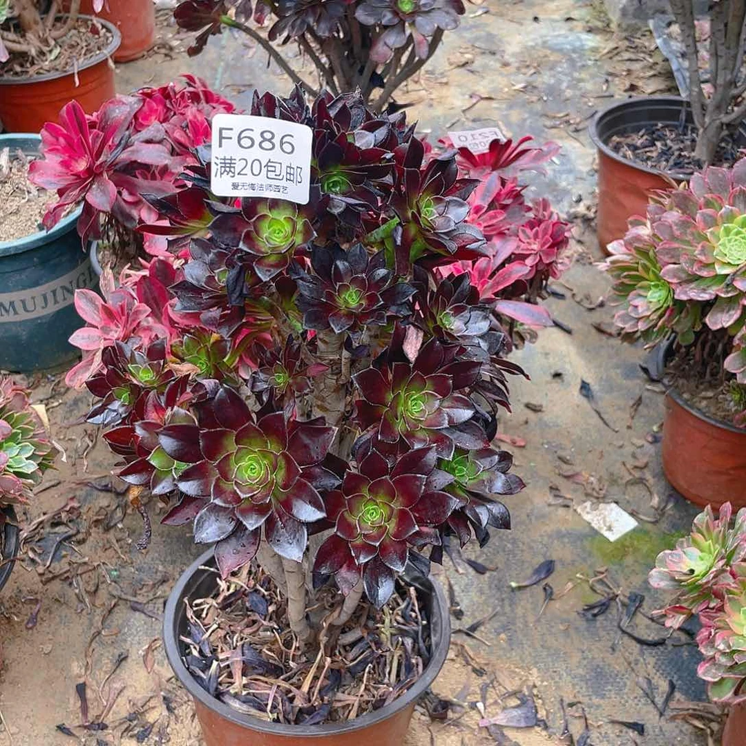 686黑法师多肉小损不包