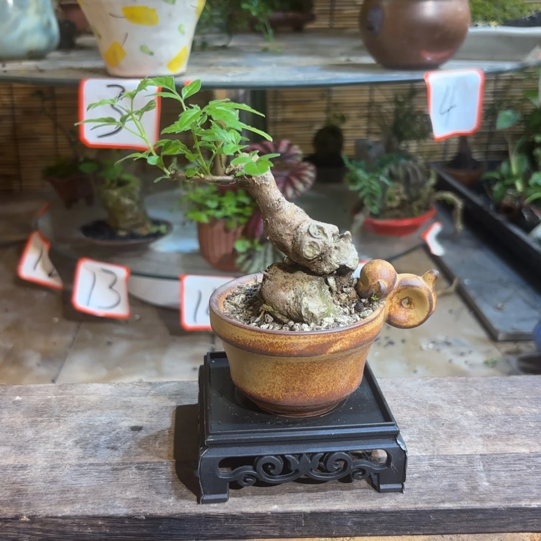 无花朵蛋****八退款拉黑一物一拍79