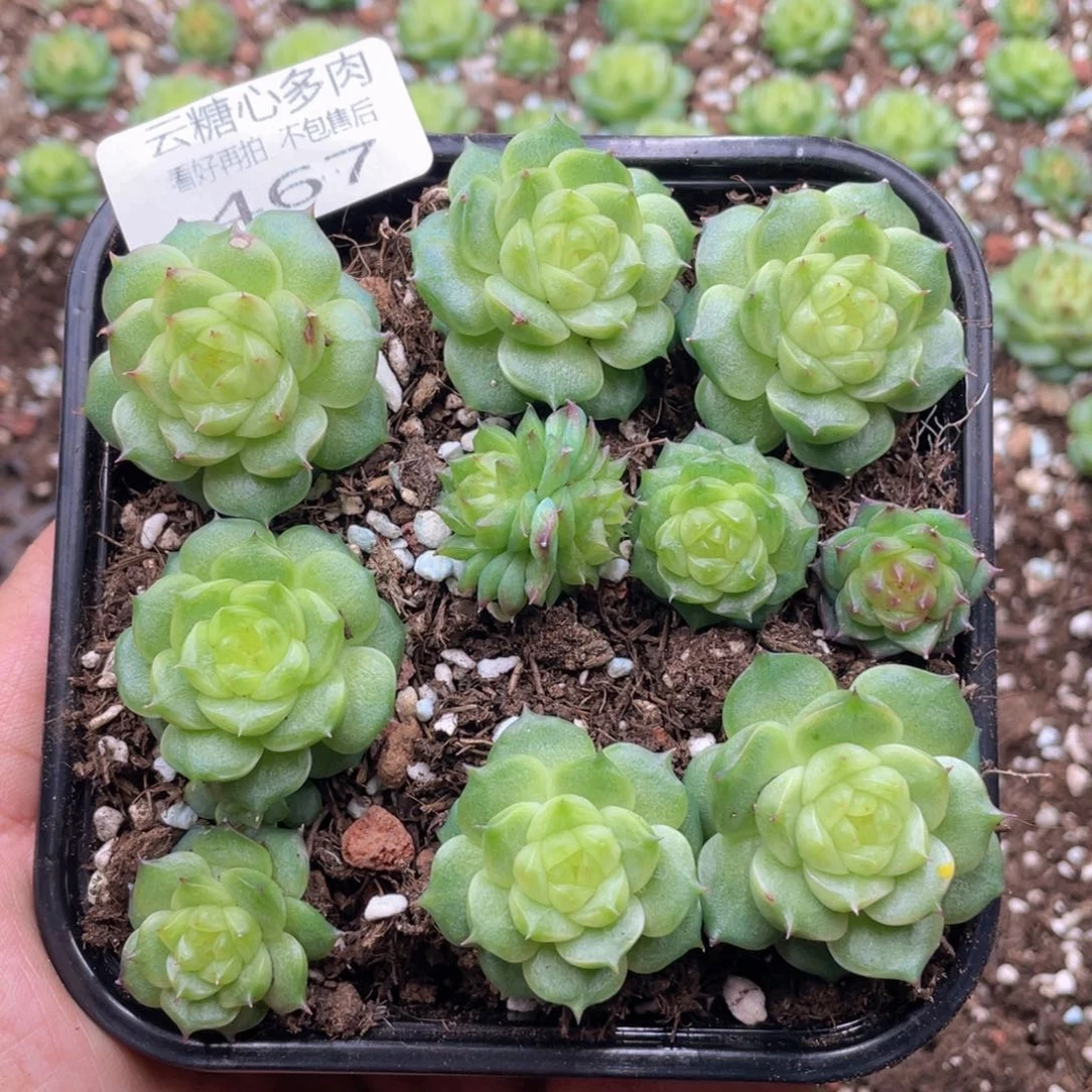 云糖心多肉植物467