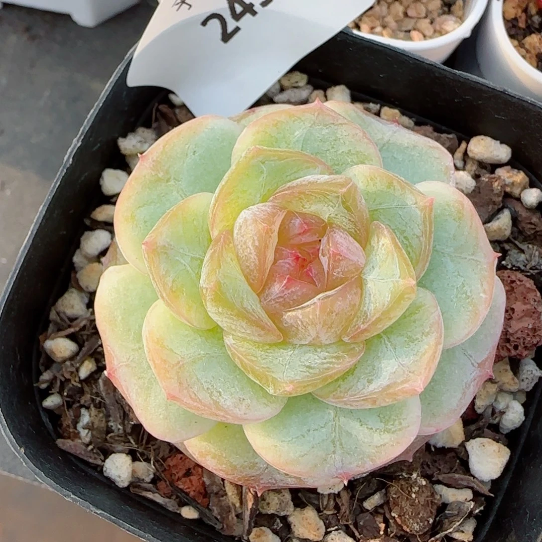 冰雪，2458多肉植物