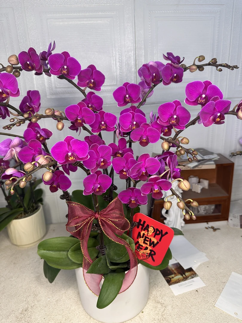 花悦里【红玫瑰】红色年宵花花絮长 花苞多 广州花卉源头基地