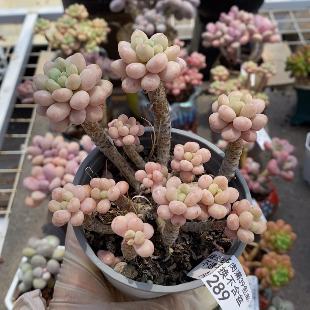 听**话鱼子酱289/9cm多肉