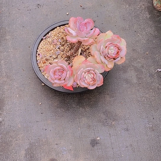 夜**兰999多肉植物老桩