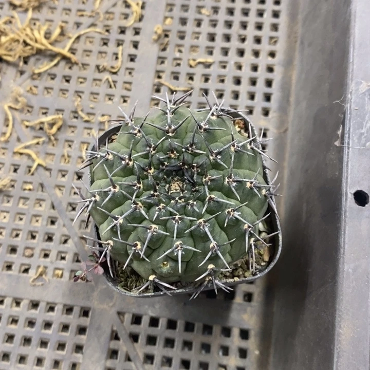 实生黑刺凤头特价