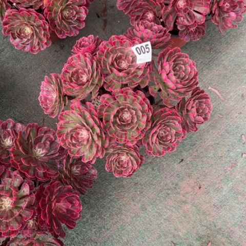 芳***旧005铜壶锦朵朵多肉