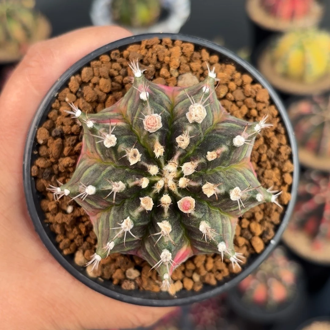 泰系米哈仙人球开播福利2号