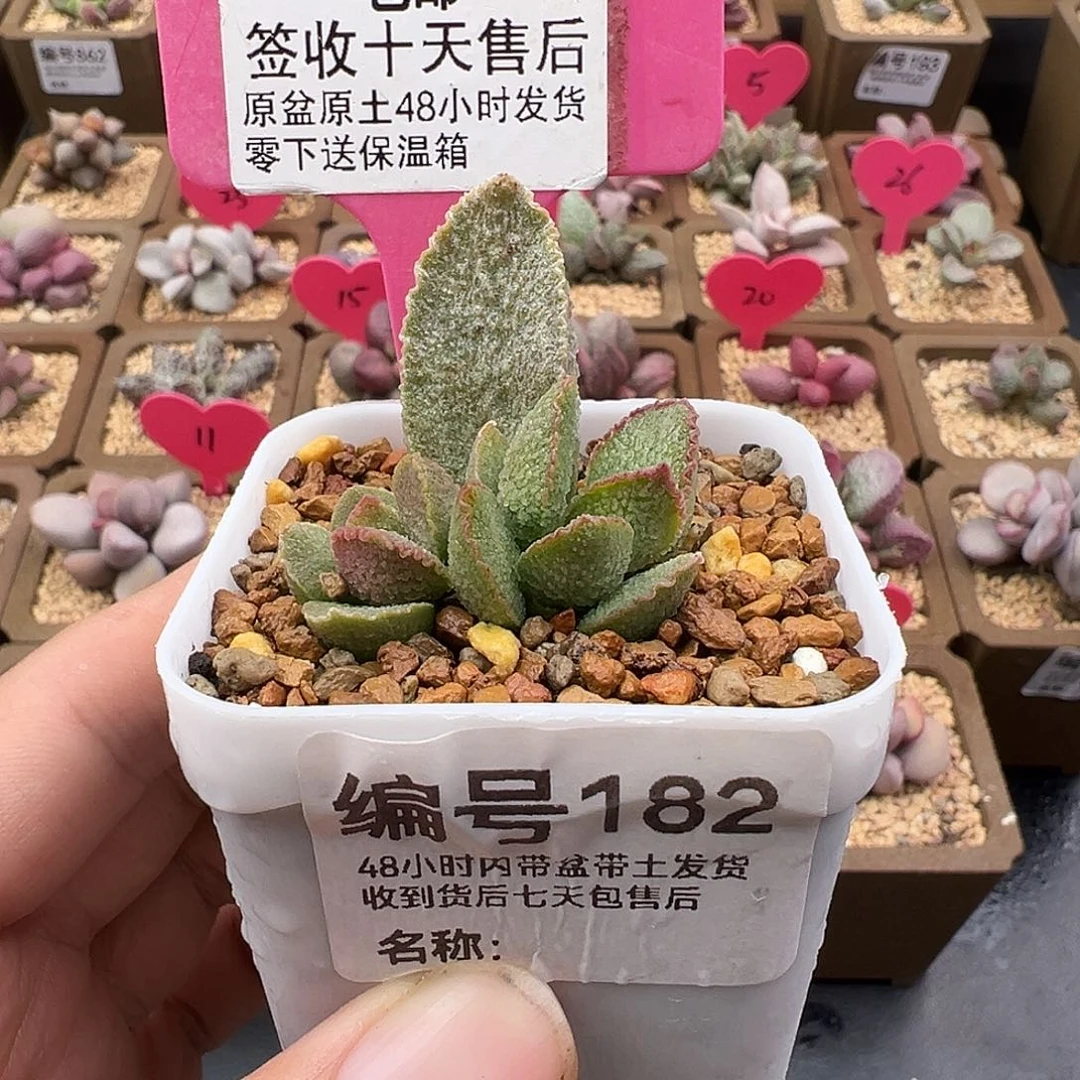 182爱莉莉多肉植物
