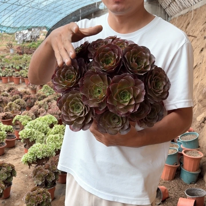 魅金玫瑰好看好养好看