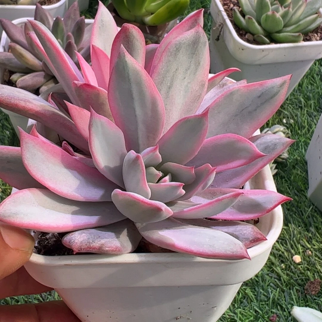 海**香多肉植物多肉植物