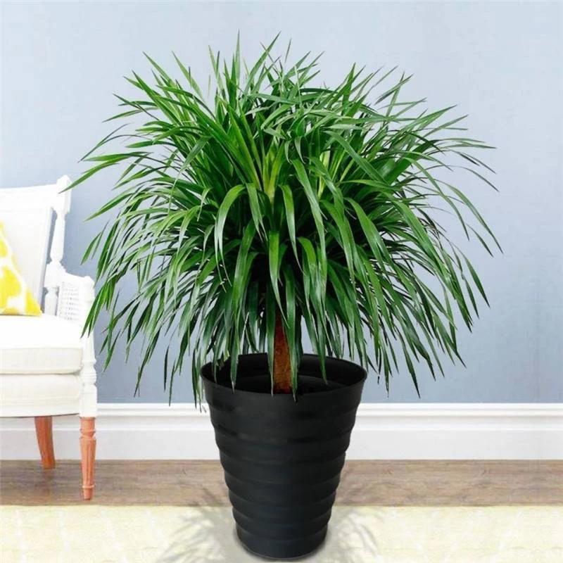 大型绿植龙须树多头龙血树龙铁树室内客厅盆栽花卉植物办公室盆景