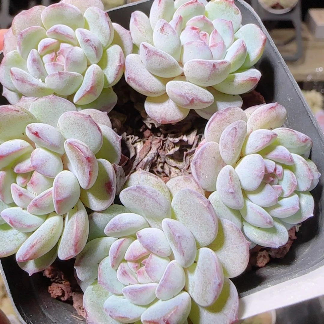 花语逸镜1022-396点将船