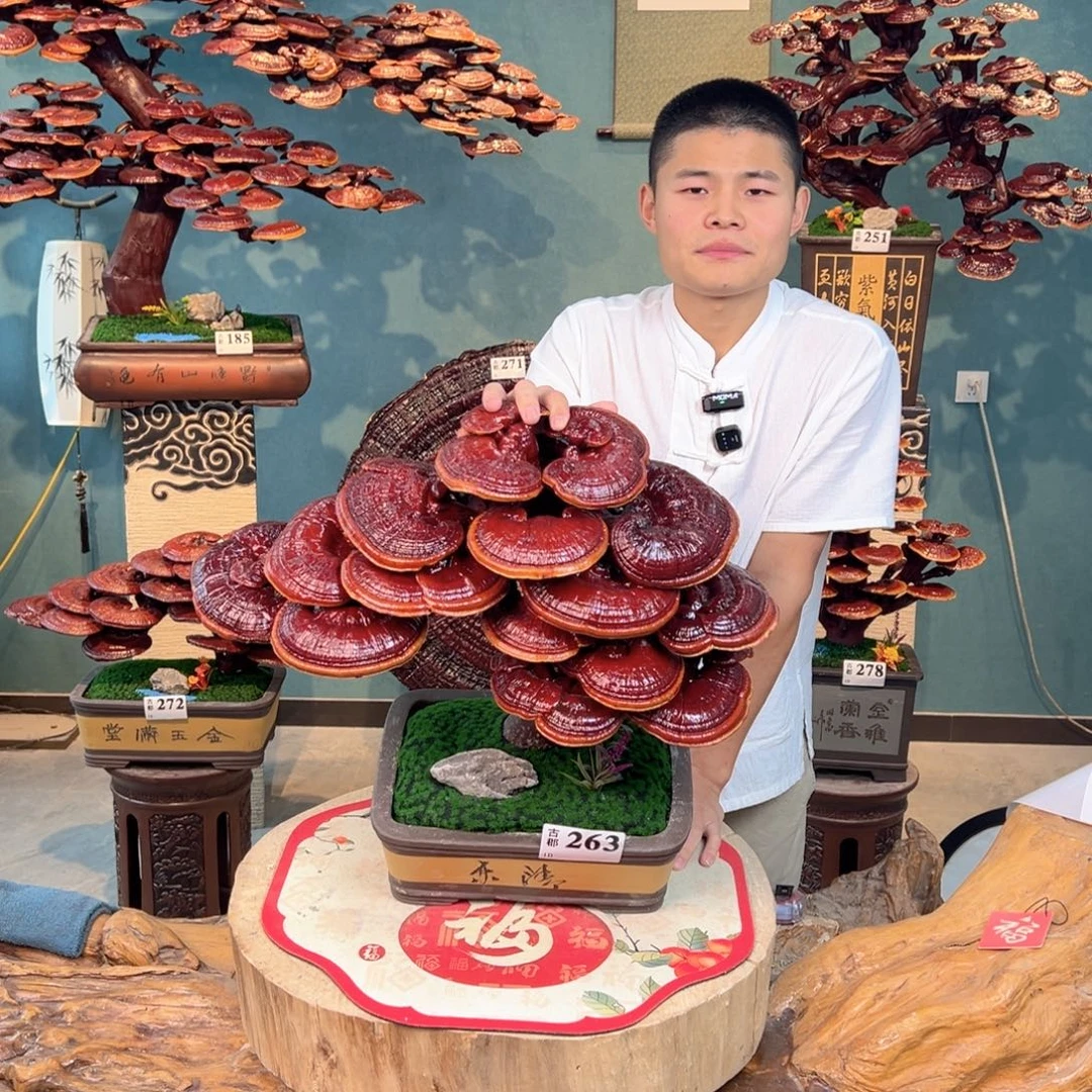 无花朵66666666667