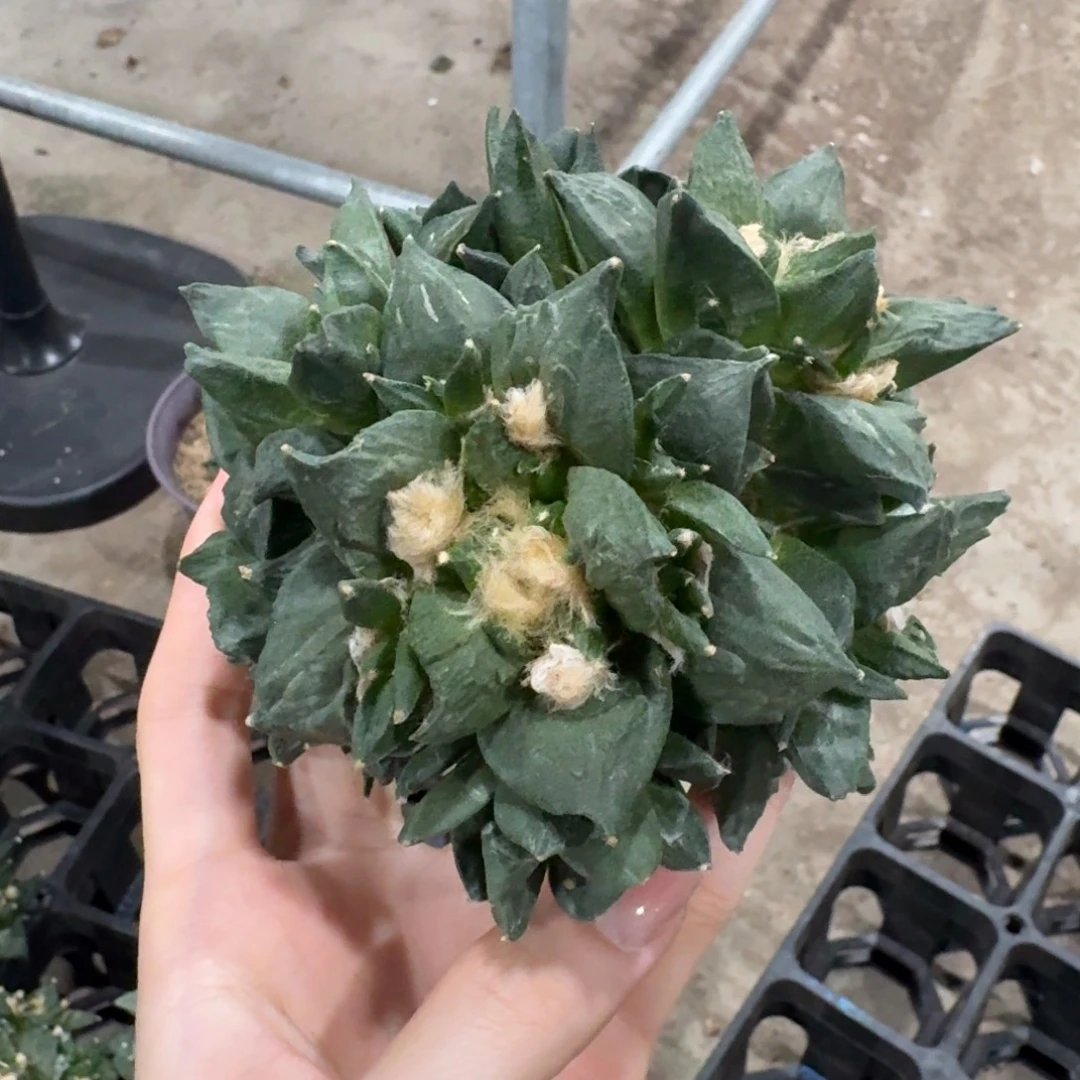 10.4cm青瓷捧花群无根