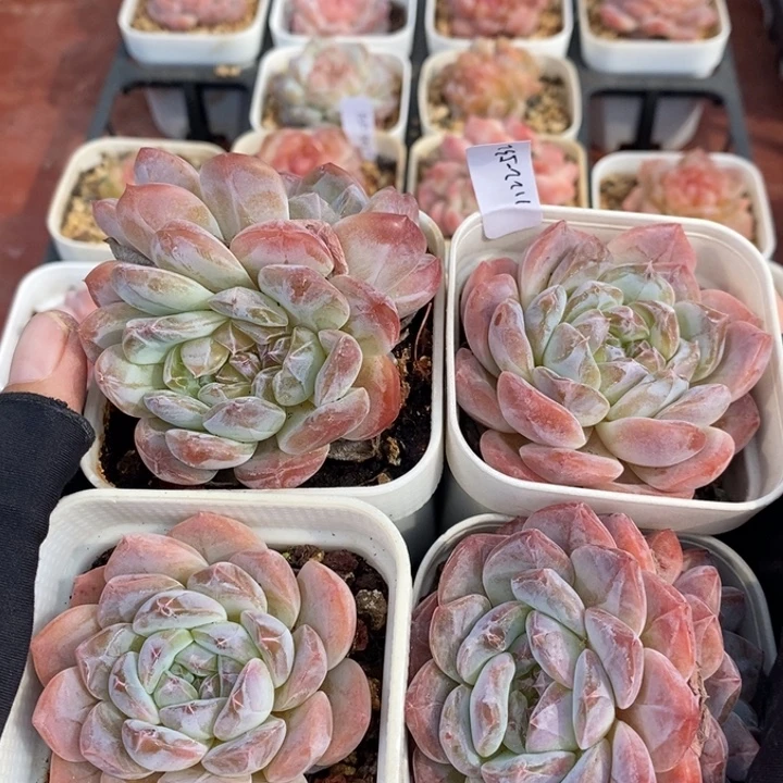 1122-532，粉魄4个