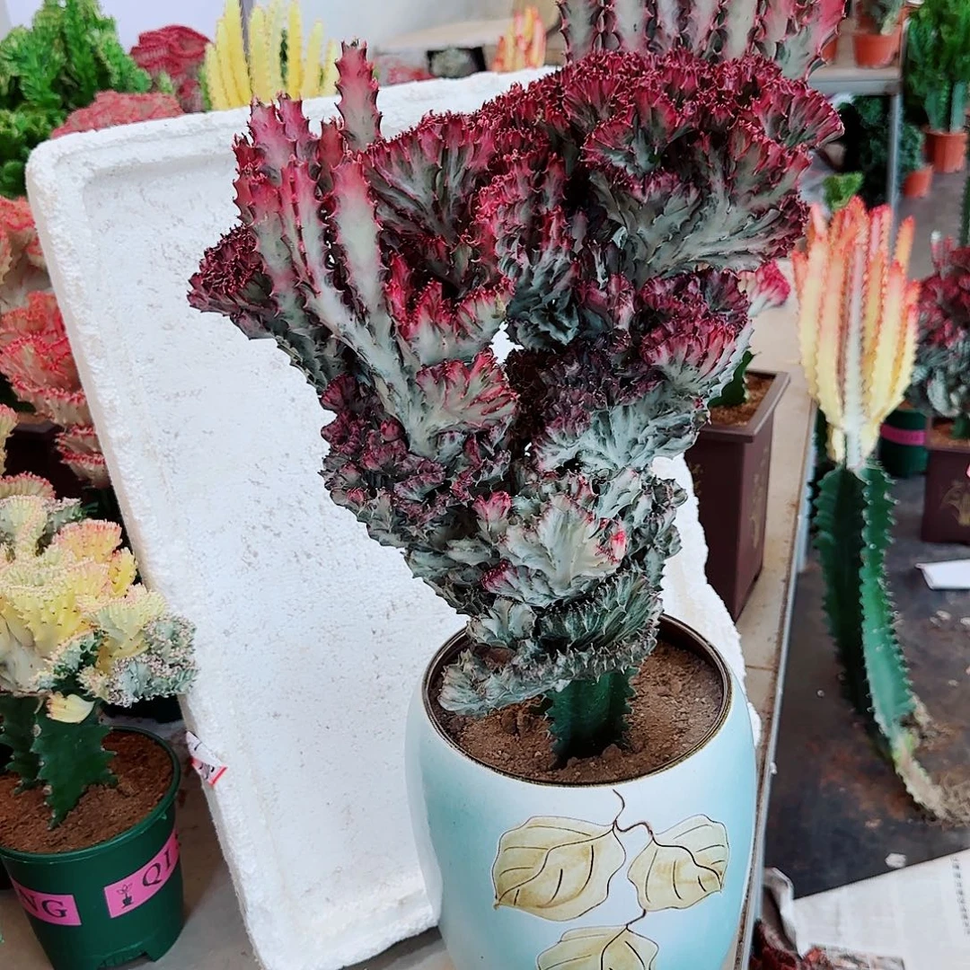 一物一拍土球发货彩麒麟