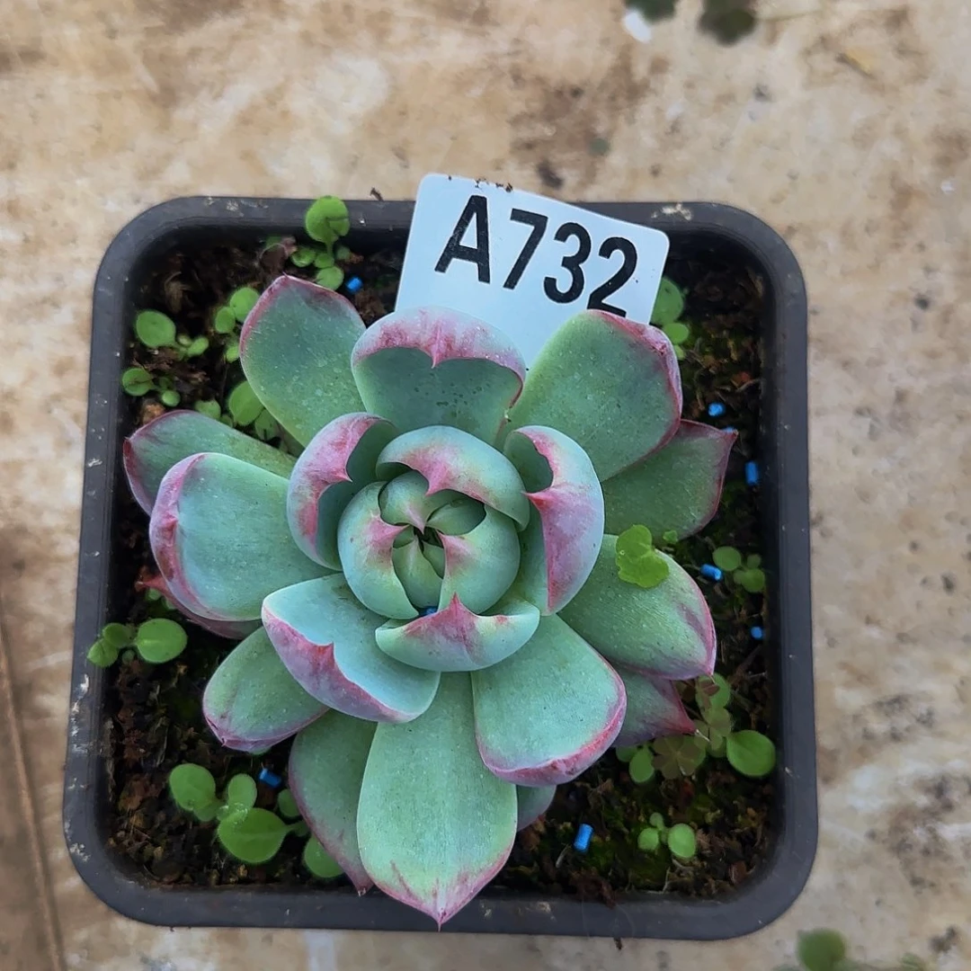 惊鸿一物一拍A732