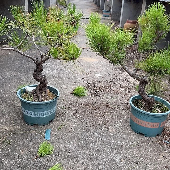 老***赵无花朵盆栽植物黑松盆景