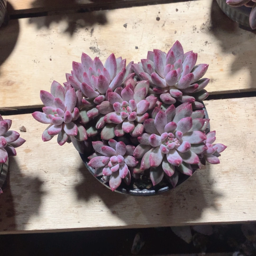 多肉植物德拉克好