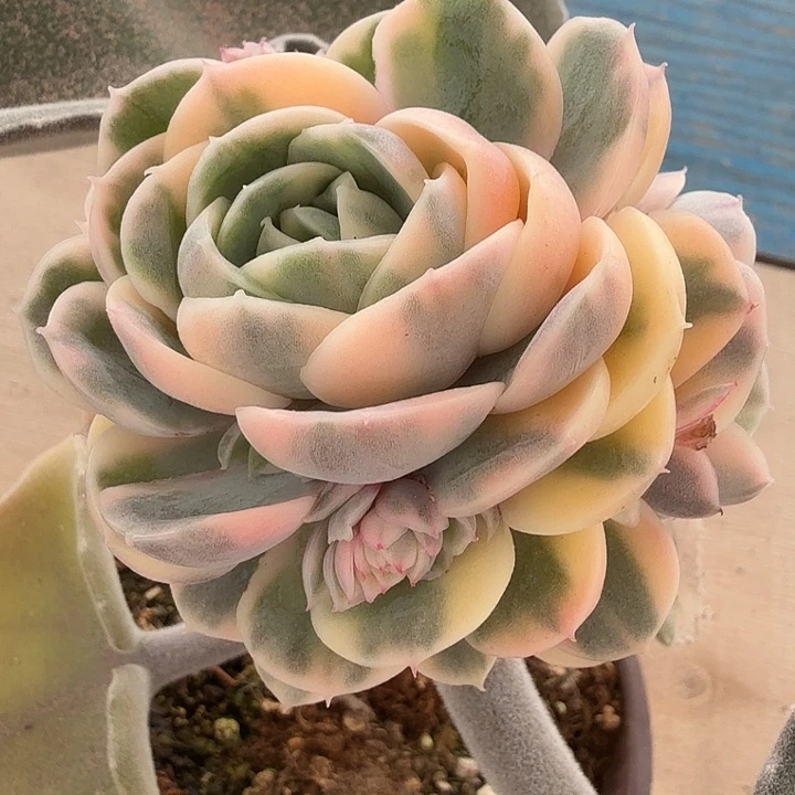 绿体昂斯诺锦带侧芽