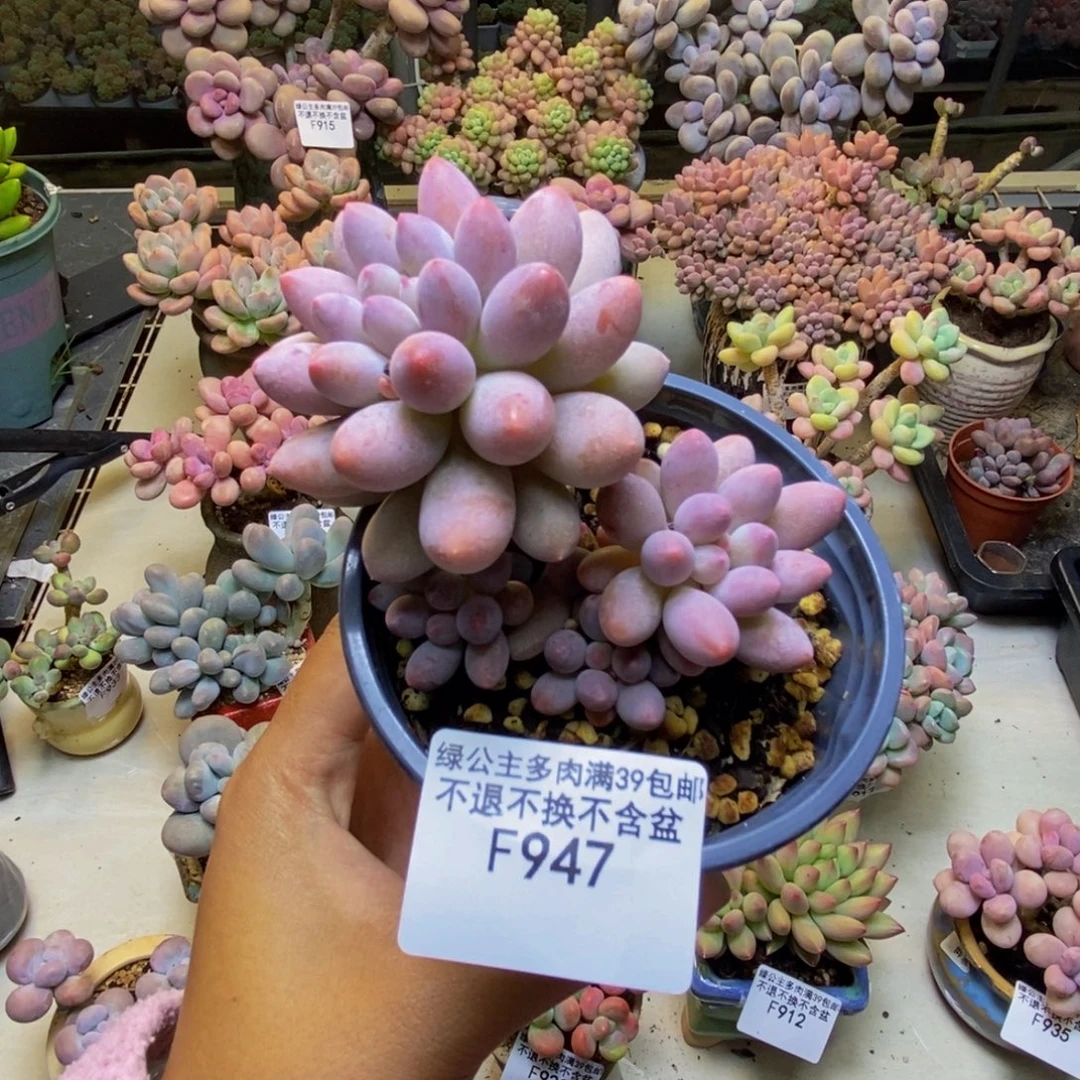 947香水手指奶多肉7cm