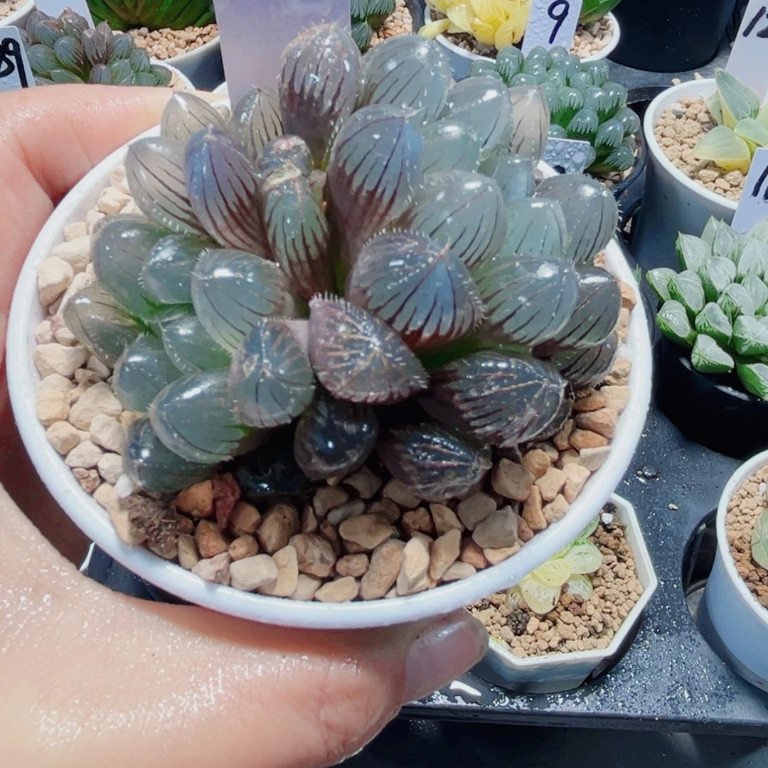 赤线玉露多肉植物66666