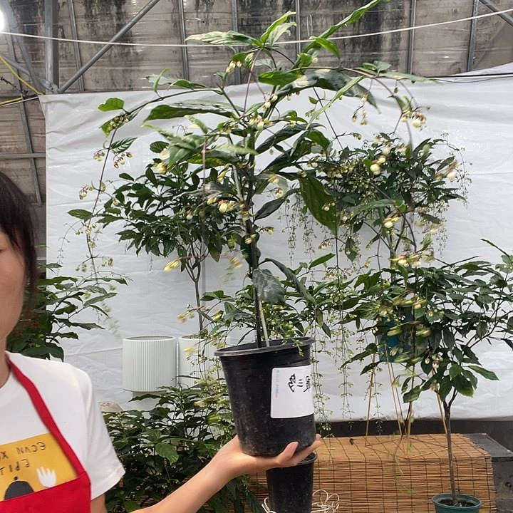 竹***多完全开放垂丝茉莉618大促