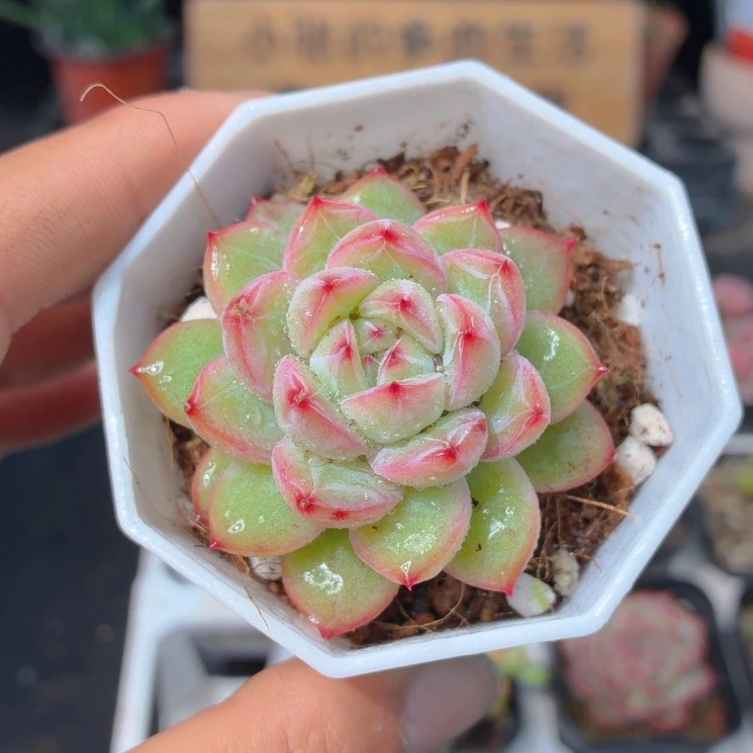 雪花珍妮多肉9.9包邮发货