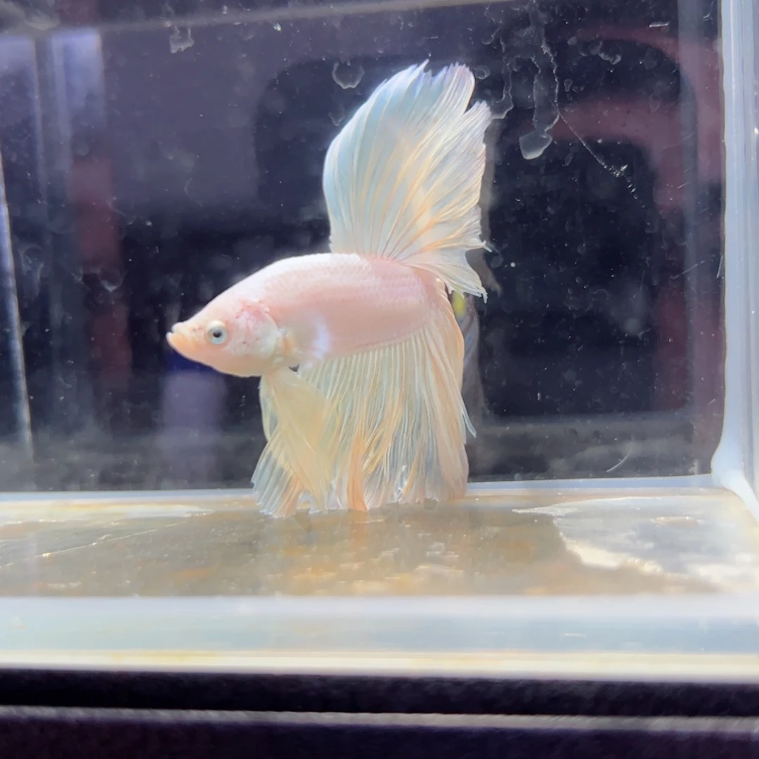 斗鱼浅色特殊尾hhhh