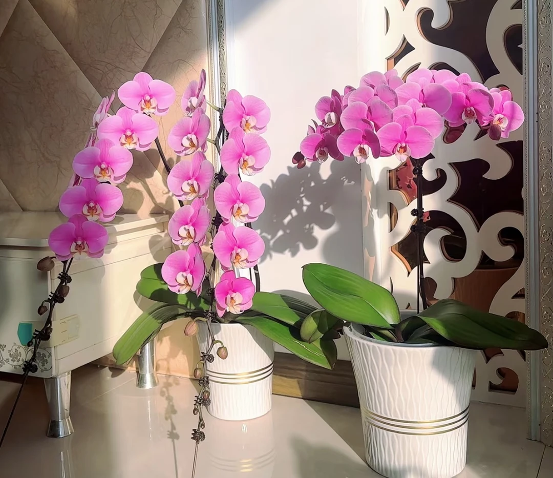 【 单株欧苗赛冰冰蝴蝶兰】带花发货