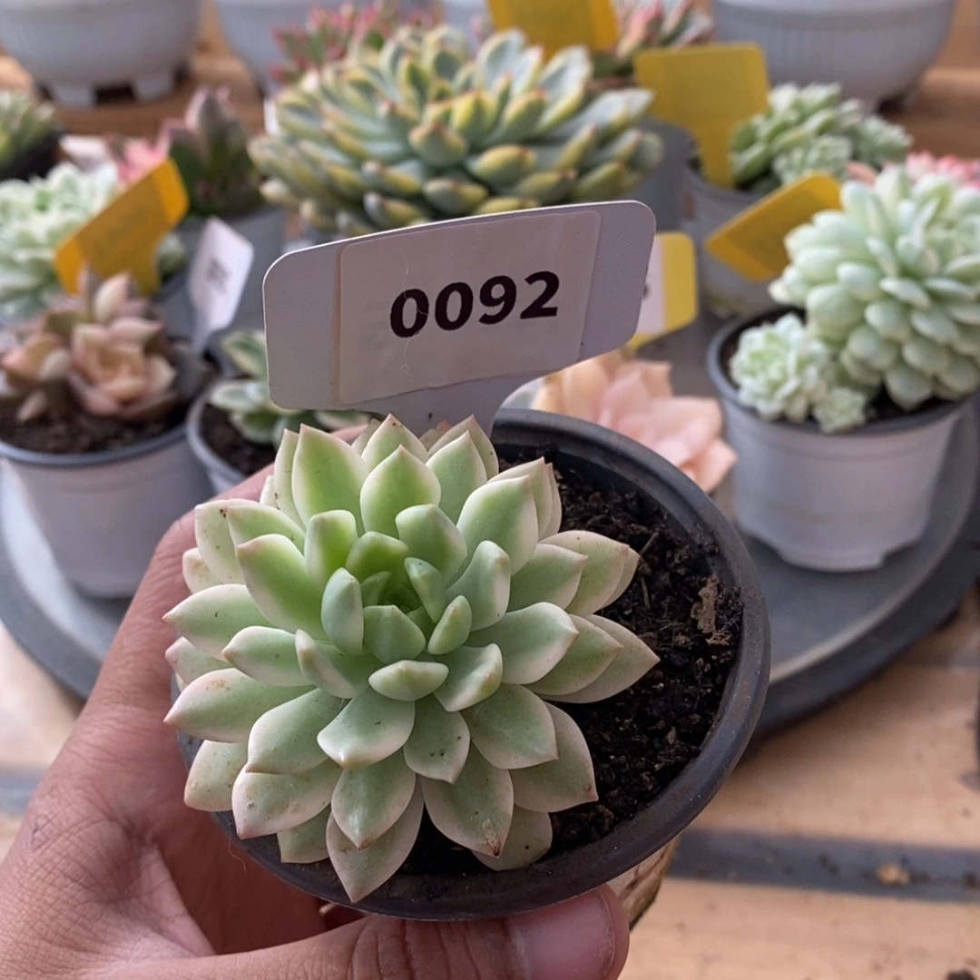 0092马库斯哈哈哈哈