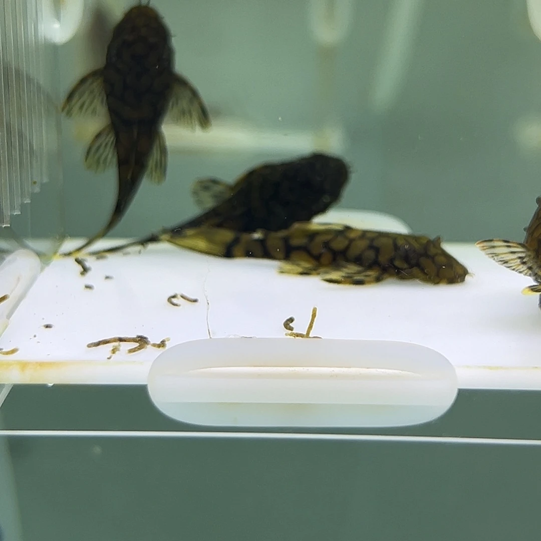 工具鱼刀锋一组5条