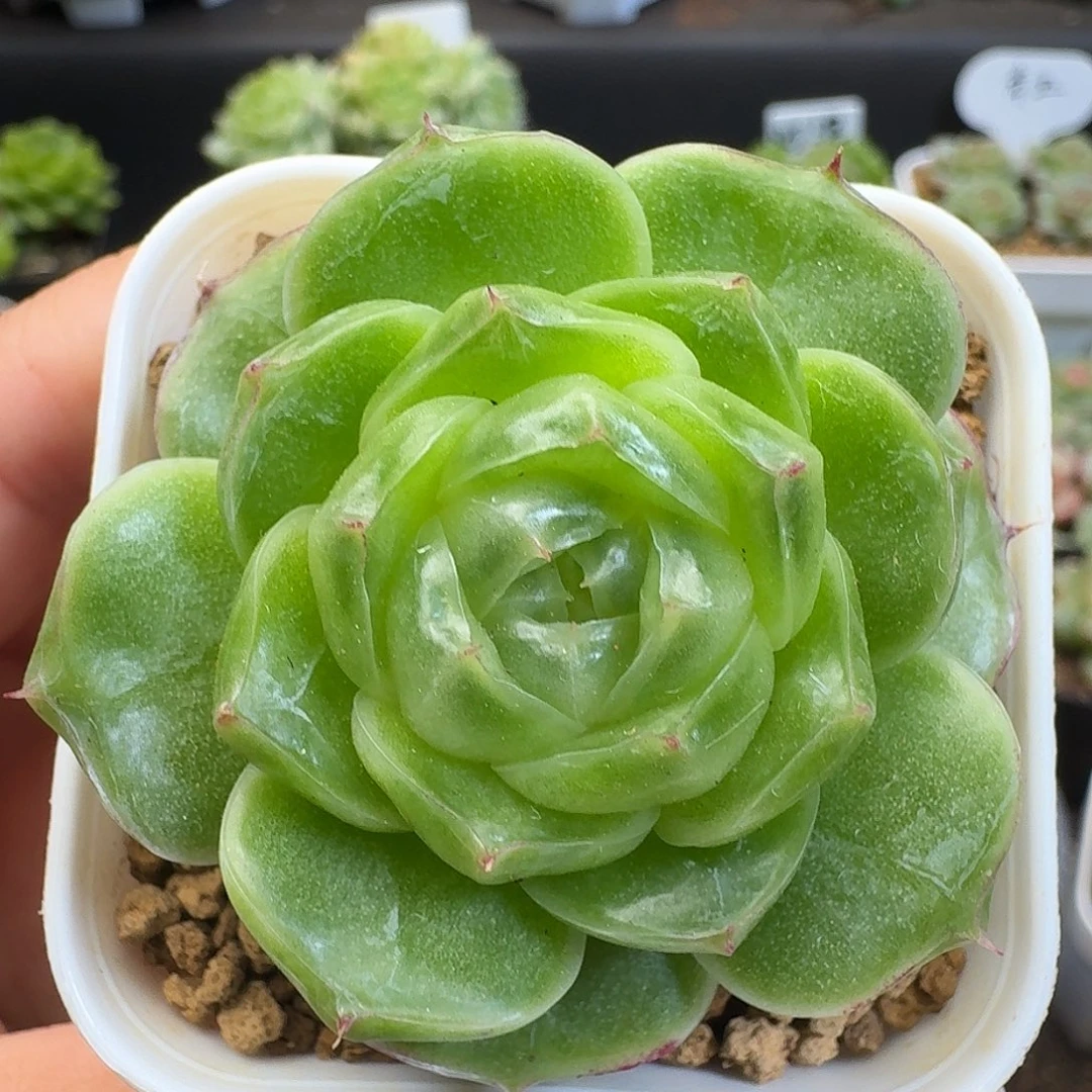 一物一拍一物一拍918-737