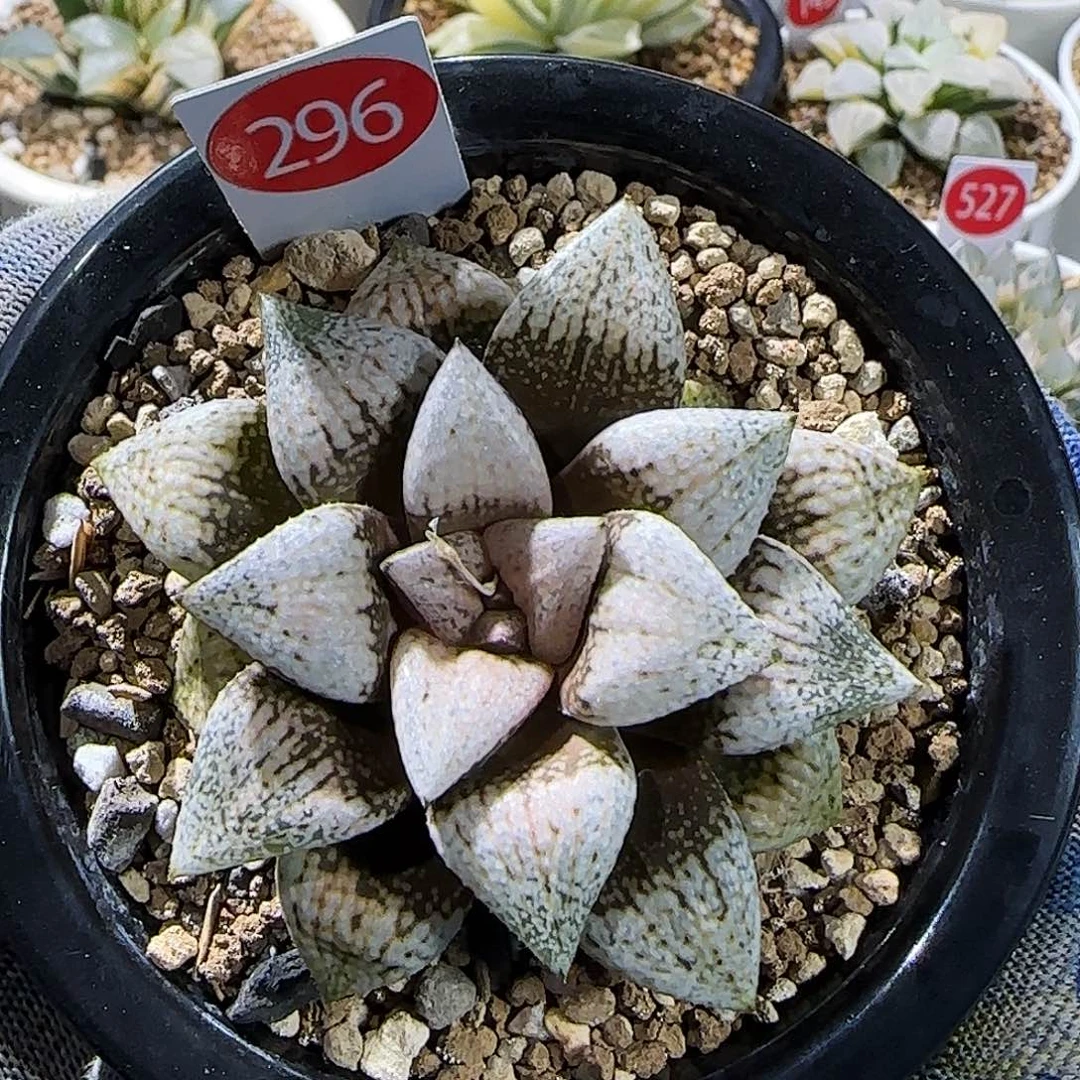 296号实生优选孤品 7 厘米左右一物一拍带盆土发货