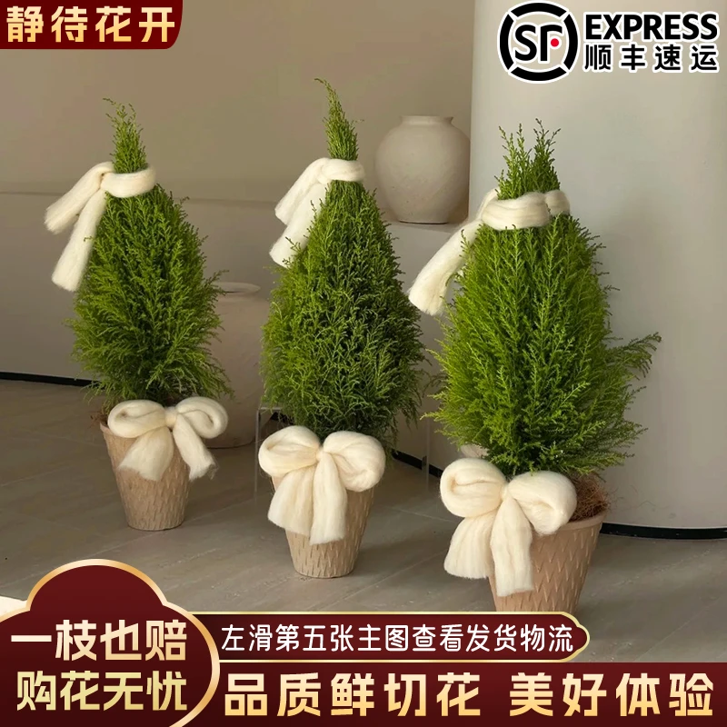 【静待花开】香松-居家水培小绿植 昆明斗南基地直发德邦顺丰冷链