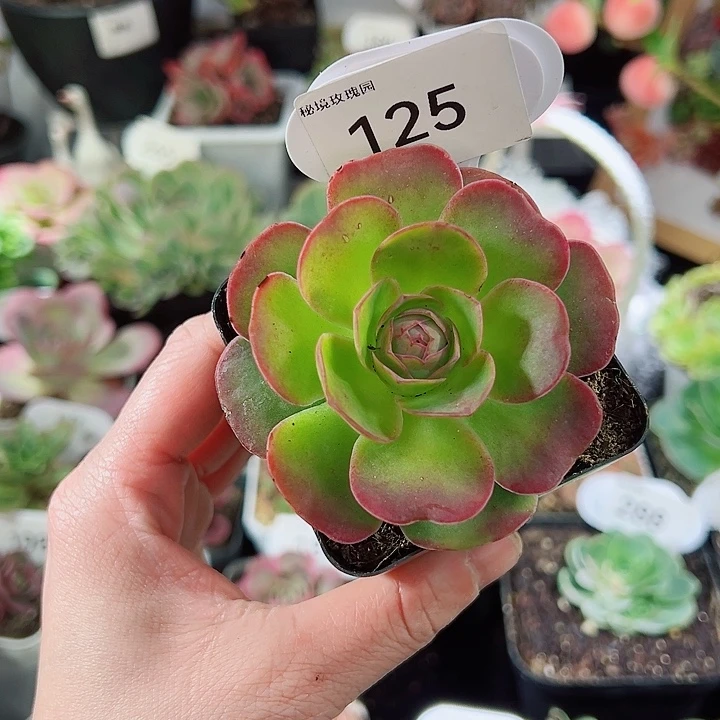 125洛霞爱心叶片。   