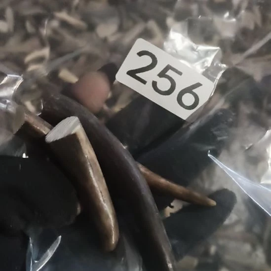 c***o鹿角鹿角鹿角鹿角鹿角鹿角