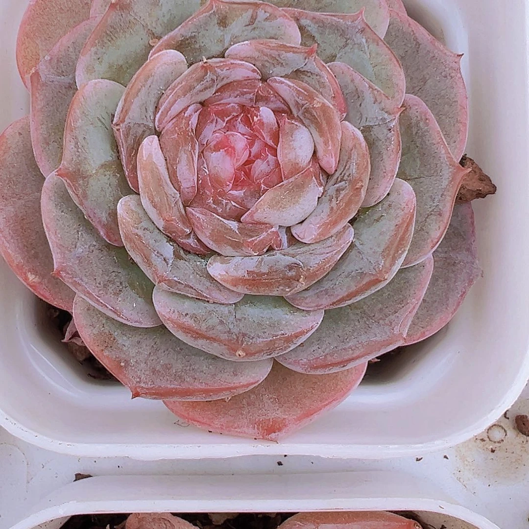 糖心冰莲19包邮多肉