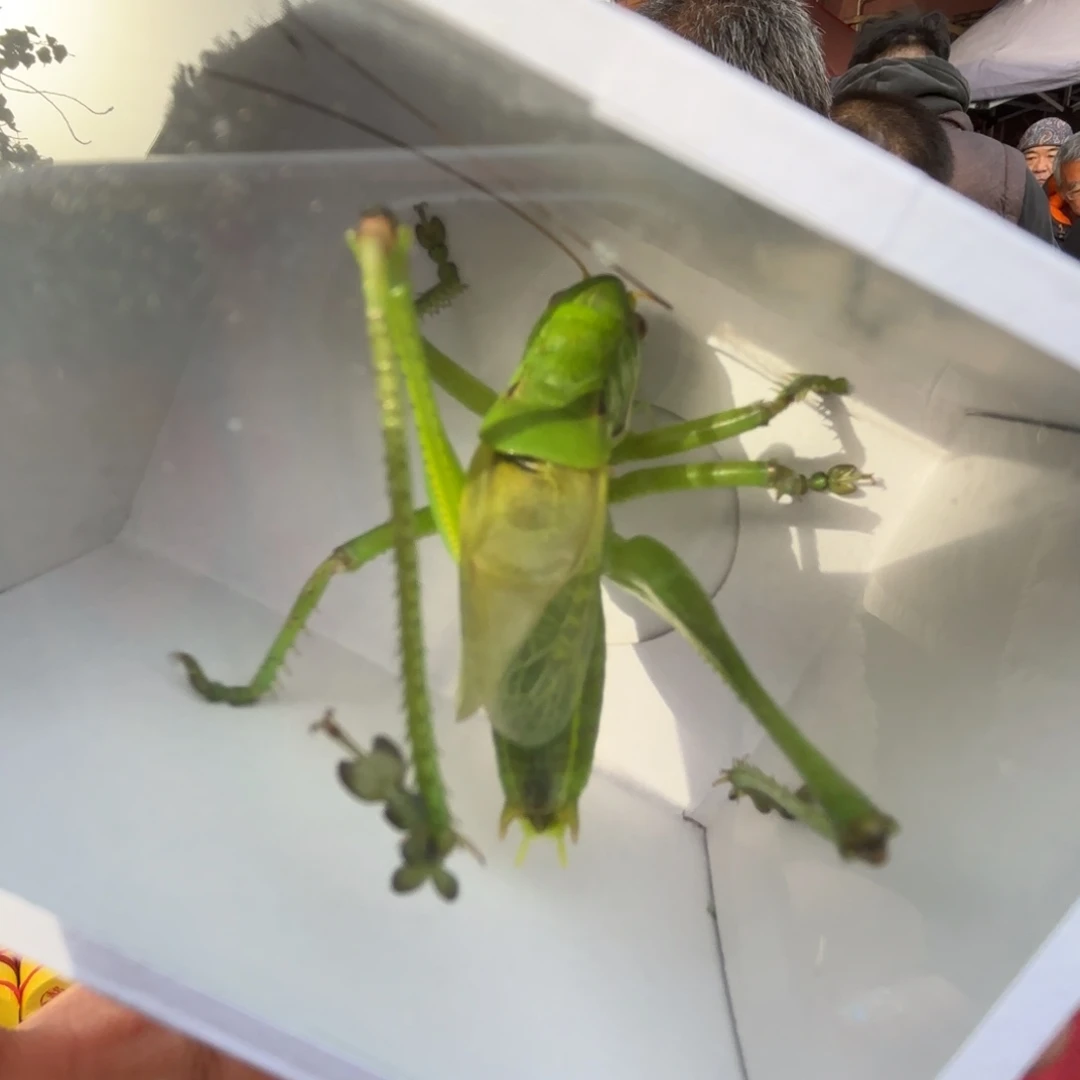 金***刚蝈蝈蝈蝈福福价格