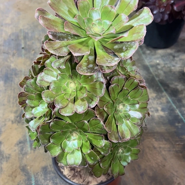 拉丝锦756多肉法师一物一拍