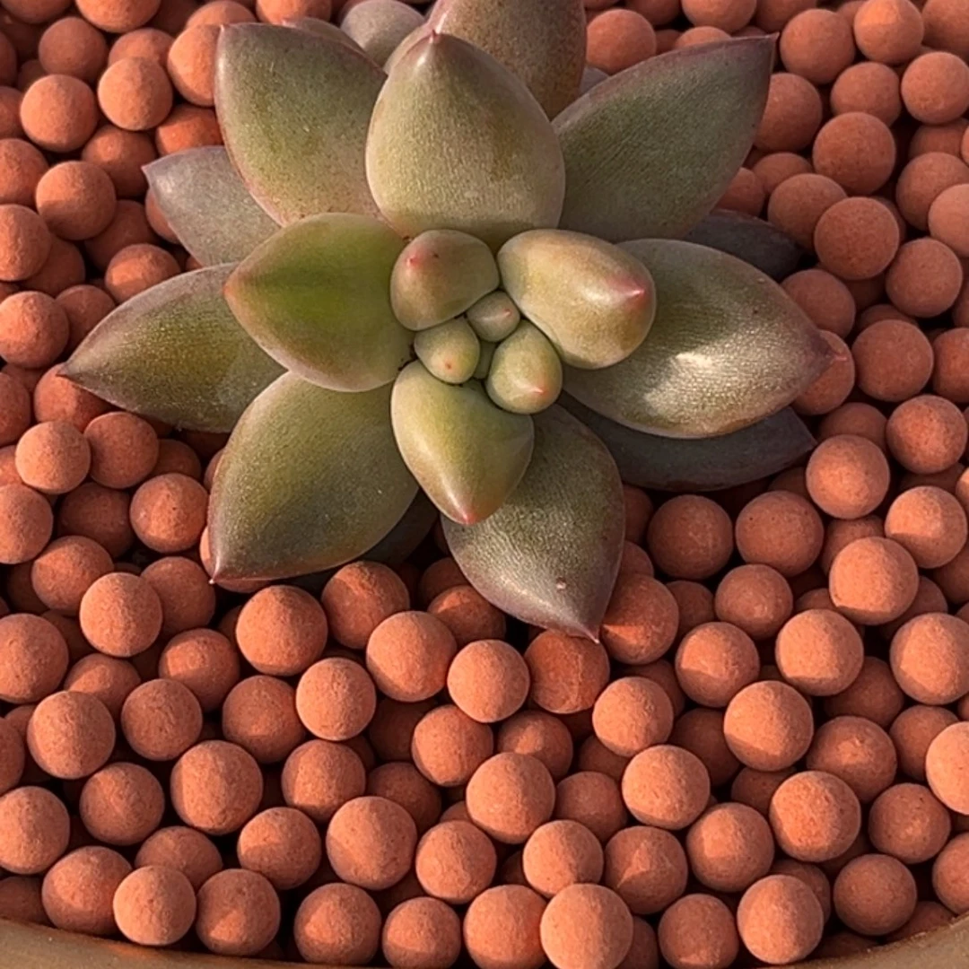 水晶球多肉植物景29
