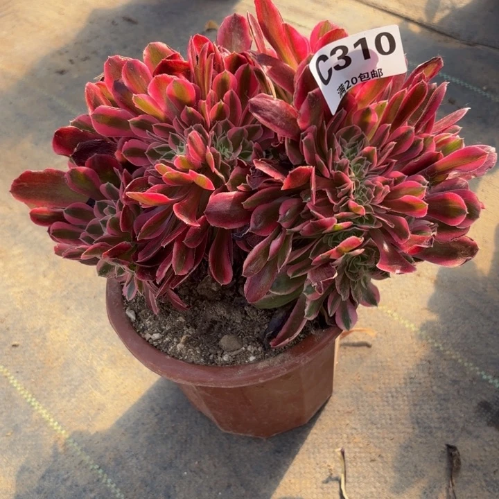 瑞妈多肉植物是310