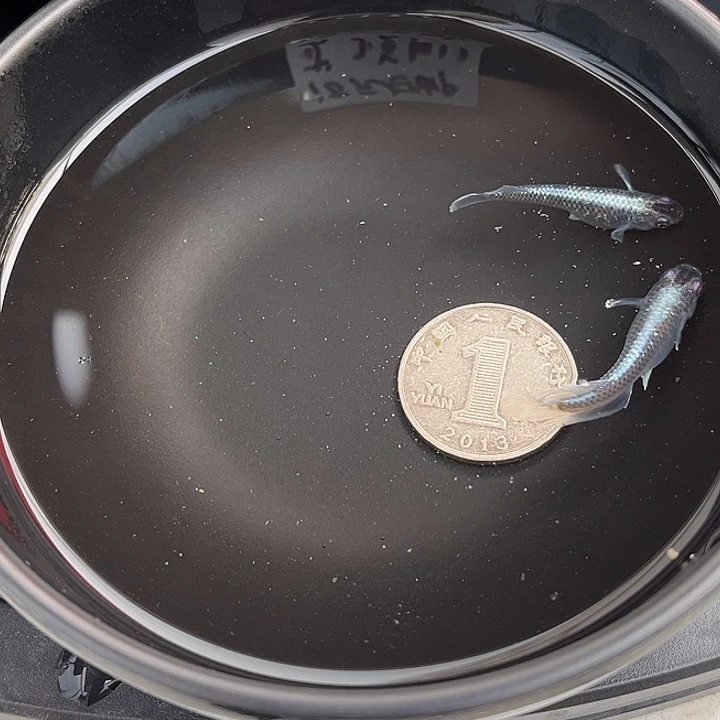 青鳉鱼新午夜2条64号