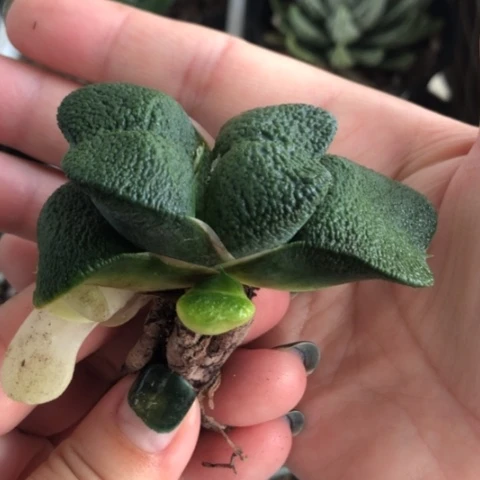 军配蜗牛母本带侧牙一起发货