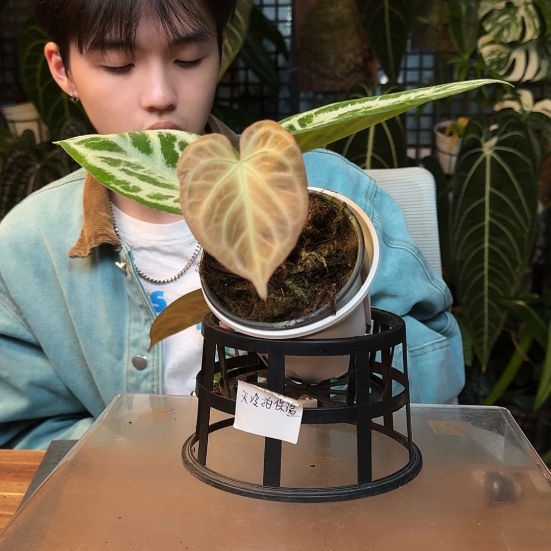 完全开放J33银刷子