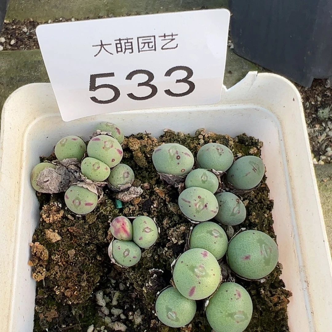 一物一拍   脱土发    533