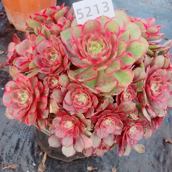 新品克拉恋人多肉