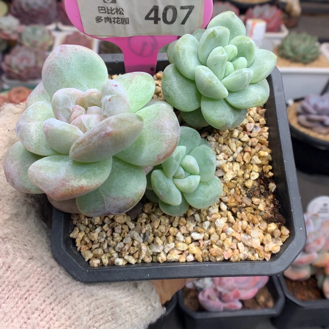 407冰玉石化多肉植物