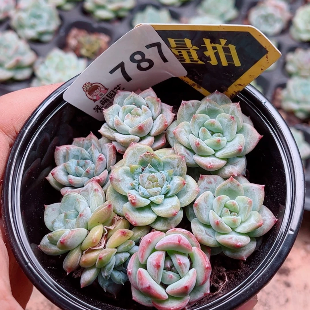 多肉植物多肉植物