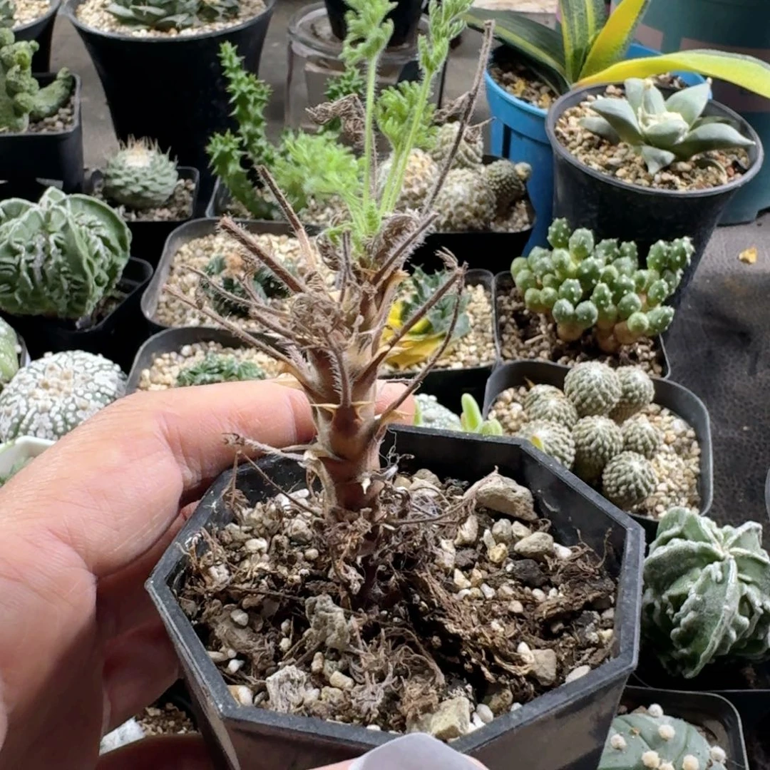 150出云洋葵带盆发货