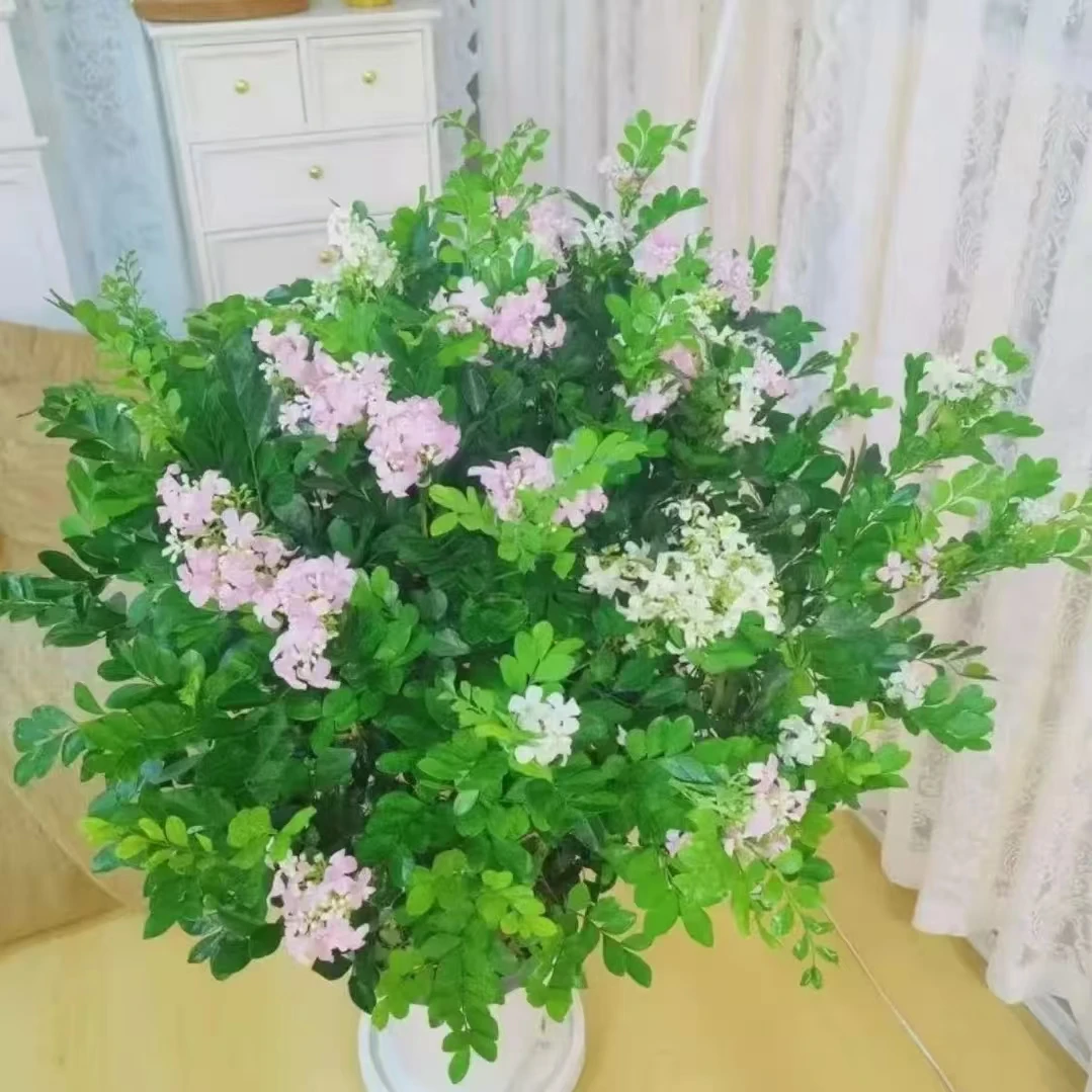 【送白色菱形盆50-60高度】九里香盆栽绿植盆栽浓香型客厅阳台室内